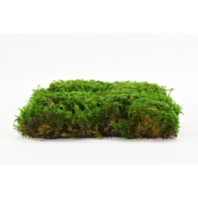 Stabilizovaný kapradinový mech (Fern Moss) - Zelený
