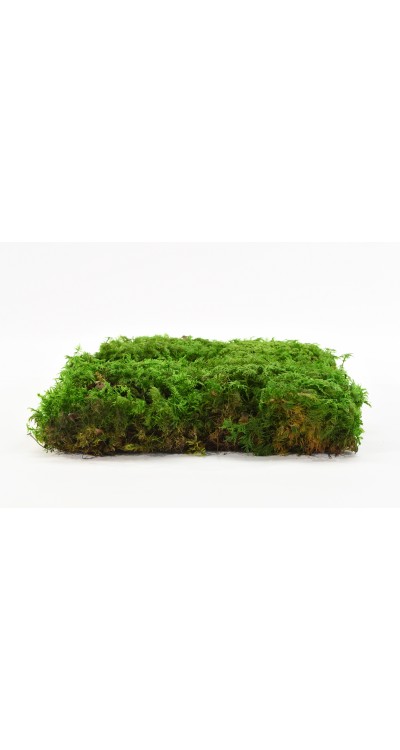 Stabilizovaný kapradinový mech (Fern Moss) - Zelený