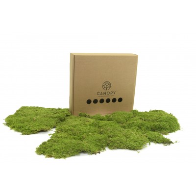 Stabilizovaný skalní mech (Rock Moss) - Zelený