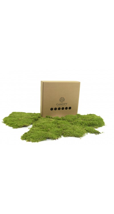 Stabilizovaný skalní mech (Rock Moss) - Zelený