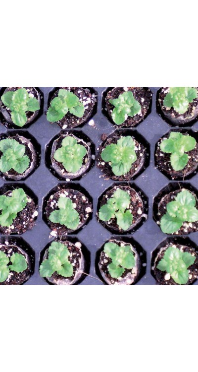 PROFESIONÁLNÍ SUBSTRÁT - množárenský s perlitem