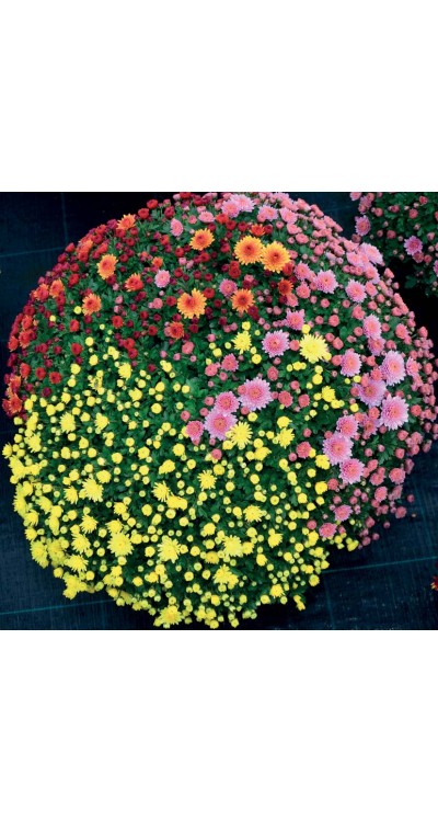 PROFESIONÁLNÍ SUBSTRÁT - pro chryzantémy se zvýšeným obsahem živin