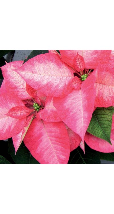 PROFESIONÁLNÍ SUBSTRÁT - poinsettie s molybdenem