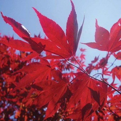 PROFESIONÁLNÍ SUBSTRÁT -  pro citlivé listnáče s kokosem