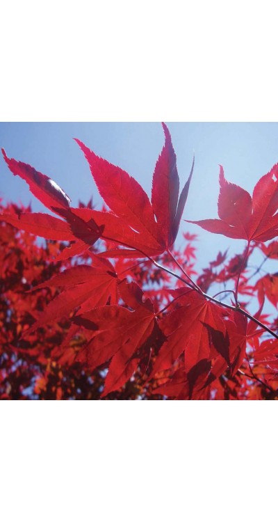 PROFESIONÁLNÍ SUBSTRÁT -  pro citlivé listnáče s kokosem